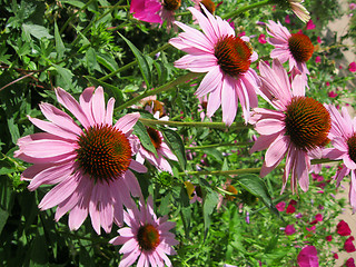 Image showing Purple Echinaceas