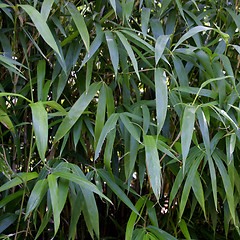 Image showing Bamboo