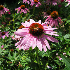 Image showing Purple Echinaceas in a flower bed