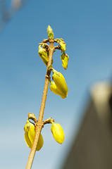 Image showing Forsythia