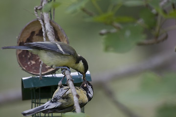 Image showing feeding the chick