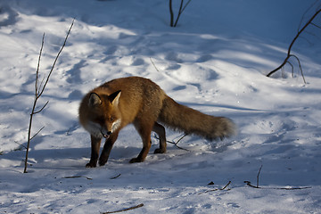 Image showing winter fox