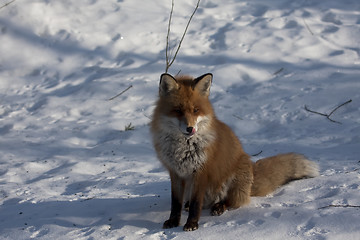 Image showing fox in snow