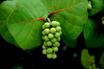 Image showing sea grapes