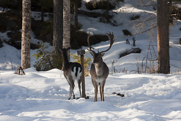 Image showing fallow deer