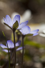 Image showing blue anemones