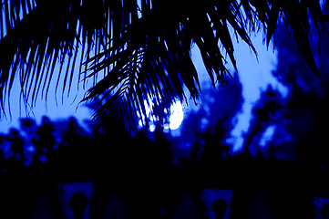 Image showing palm lit by moonlite