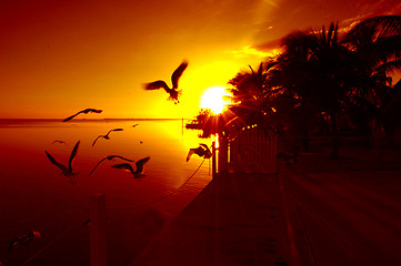 Image showing orange sunset with birds