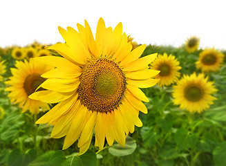 Image showing yellow sunflowers