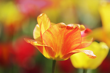 Image showing colorful tulips in bloom