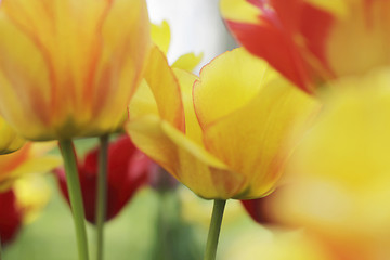 Image showing colorful tulips in bloom