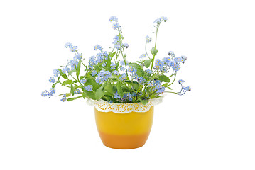 Image showing Forget-me-not Flowers