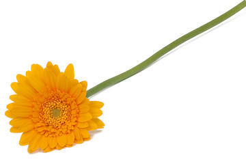 Image showing Yellow daisy