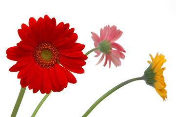 Image showing 3 flowers