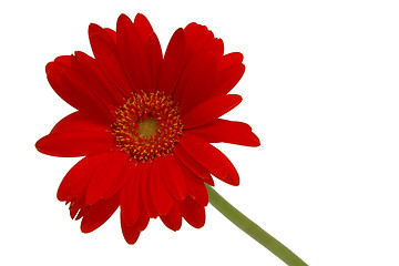 Image showing Red daisy