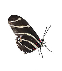 Image showing Zebra Longwing (Heliconius Charitonius) Butterfly 