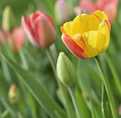 Image showing Colorful Tulips