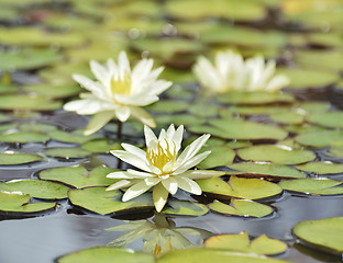 Image showing White Water Lilies 