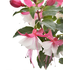 Image showing Pink And White Fuchsia