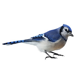 Image showing Blue Jay (Cyanocitta cristata) 