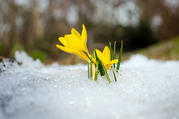 Image showing saffron crocus flower bloom melt snow spring 