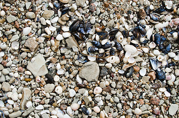 Image showing Multi-coloured sea stones, close-up 