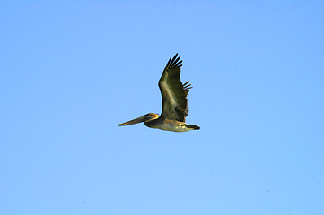 Image showing pelican flying blue sky