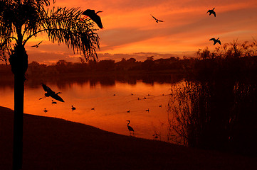 Image showing lake full of birds