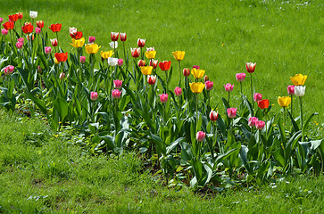 Image showing Tulips