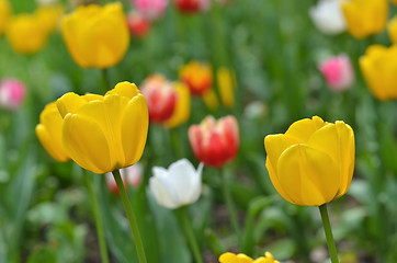 Image showing Tulips field