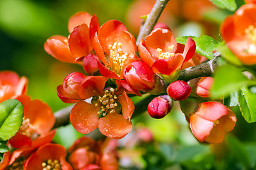 Image showing Japanese Quince tree