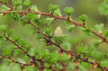 Image showing Larch tree detail