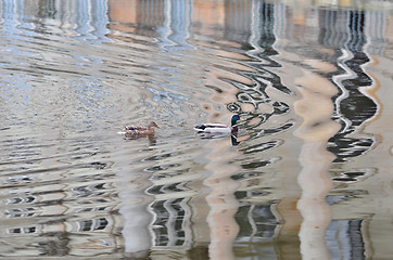 Image showing Duck couple on water