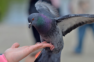 Image showing Pigeon on hand