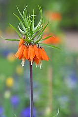 Image showing Crown imperial