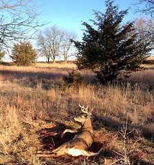 Image showing Deer in woods.