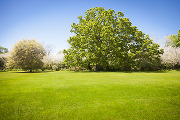 Image showing Beautiful Green Grass Field with Blossoming Trees