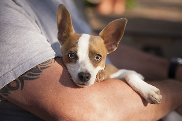 Image showing Cute Jack Russell Terrier Look On As Master Holds Her