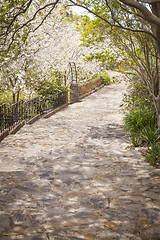 Image showing Beautiful Lush Park Walkway