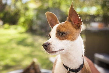 Image showing Cute Jack Russell Terrier