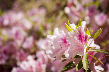 Image showing Beautiful Pink Flowers Blooming in Spring