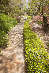 Image showing Beautiful Lush Park Walkway