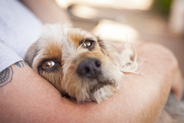 Image showing Cute Terrier Puppy Look On As Master Holds Her