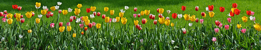 Image showing Floral panorama