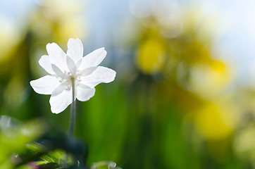 Image showing Anemone back closeup