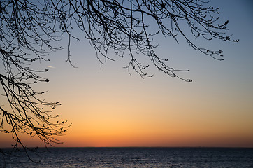 Image showing Twigs silhouettes at sunset