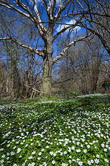 Image showing Wood anemones