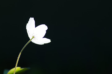 Image showing White flower beauty