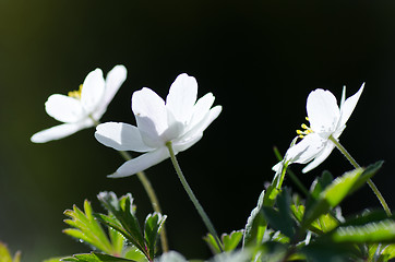 Image showing Springflowers closeup