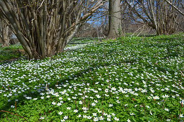 Image showing Springtime anemones